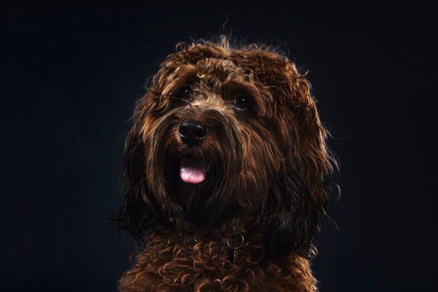 Banner image for: <h2>Pets.</h2>